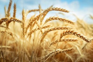 wheat protein market